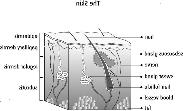 Hud 101: epidermis, melanin, og mere